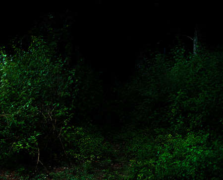 Tropical forest foliage plants bushes in the dark nightの写真素材