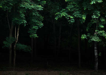 Tropical forest foliage plants bushes in the dark nightの写真素材