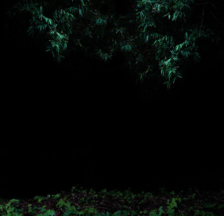 Tropical forest foliage plants bushes in the dark nightの写真素材