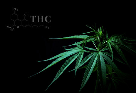 Cannabis leaves with cbd thc chemical structureの写真素材