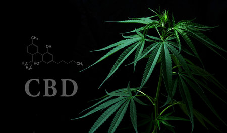 Cannabis leaves with cbd thc chemical structureの写真素材