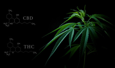 Cannabis leaves with cbd thc chemical structureの写真素材