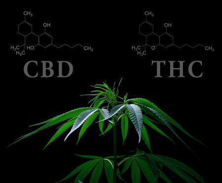 Cannabis leaves with cbd thc chemical structureの写真素材