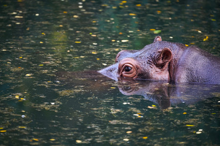Head of hippopotamus above surface of waterの写真素材
