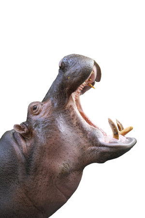 hippopotamus  with a wide open mouth displaying dominance  isolated on white backgroundの写真素材