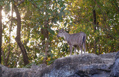 goral standing on the rockの写真素材