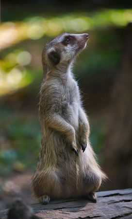 Portrait of Meerkat Suricata suricattaの写真素材