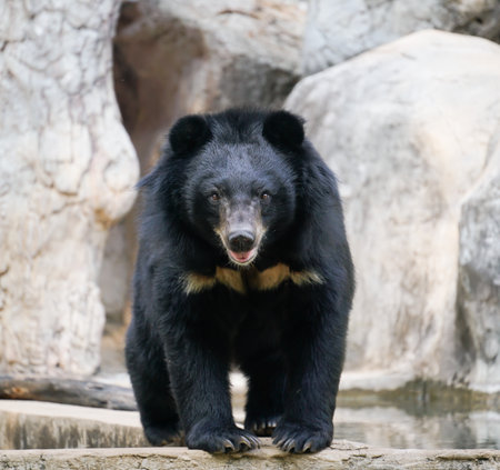 asiatic black bear walkingの写真素材