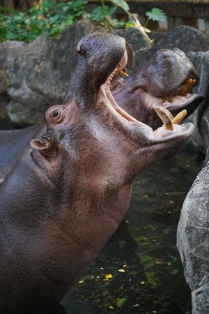 hippopotamus with a wide open mouth in zooの写真素材