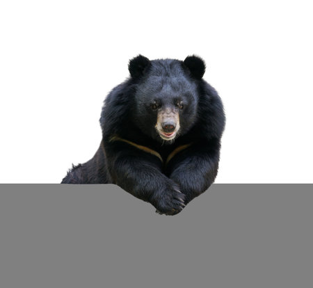 asiatic black bear sitting  isolated on white backgroundの写真素材
