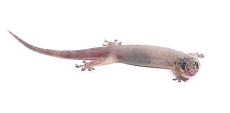 House lizard gekco (Hemidactylus platyurus) isolated on white backgrouの写真素材