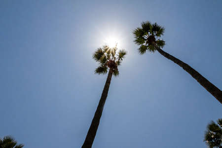 two palm trees against the sky and sunshineの写真素材