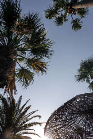 straw umbrella and palm tree against the skyの写真素材