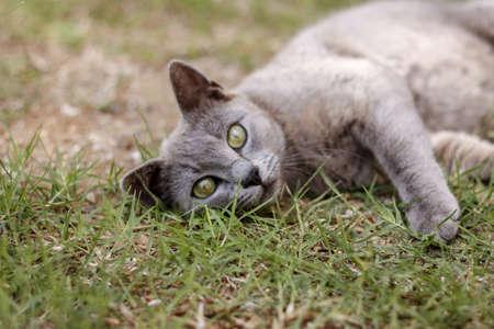 Grey cat with green eyes on grassの写真素材