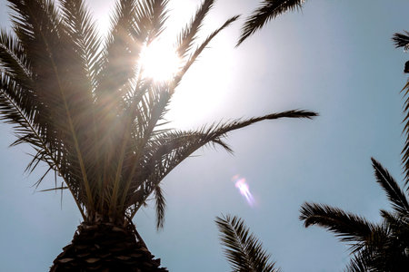 Palm tree against the sky and sunlightの写真素材
