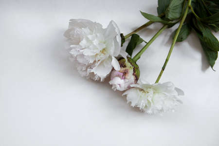 Three white flowers on white backgroundの写真素材