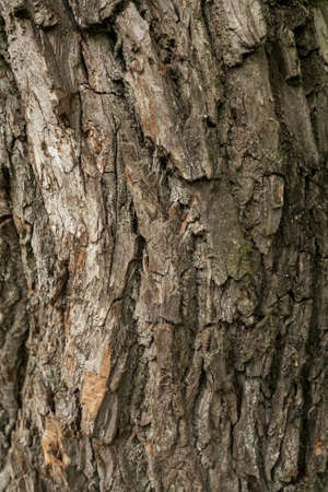 old tree background textureの写真素材