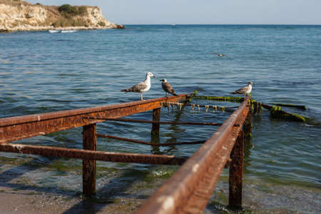 three gulls on the seacoast on rusty railsの写真素材