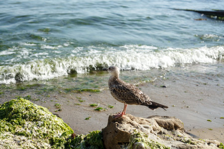 seagull standing on the stone on a sand beach wavy sea