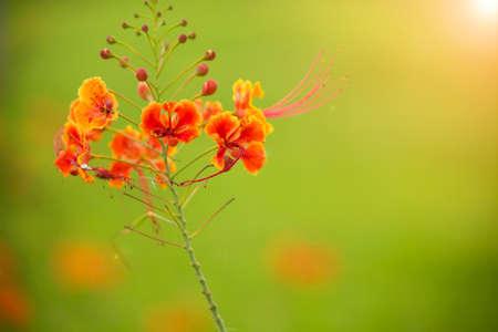 Peacock Flowers close up bokehの写真素材