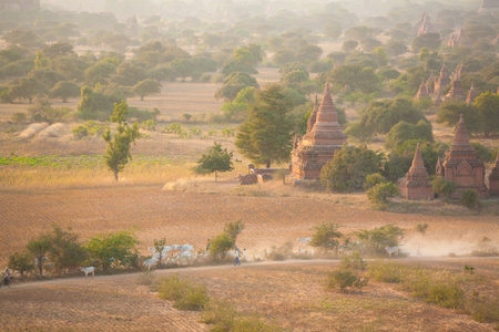 Agriculture in Bagan, Myanmar. Burmese bring cow and goat group walking on roadの写真素材
