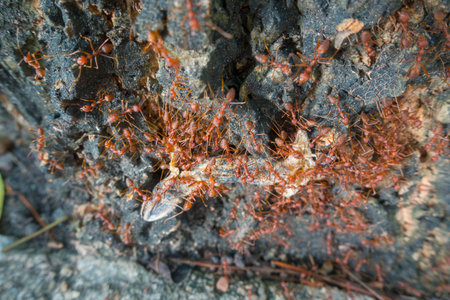 Close-up ants helped carrying the carcasses to feed the lizards.  Taken from the bark of a tree...