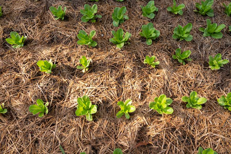 Vegetable plant in farm, top view of The vegetable plot with the morning sun shines down to affect some of the vegetable plots.The farmers use hay to cover the ground to maintain soil moisture.の写真素材