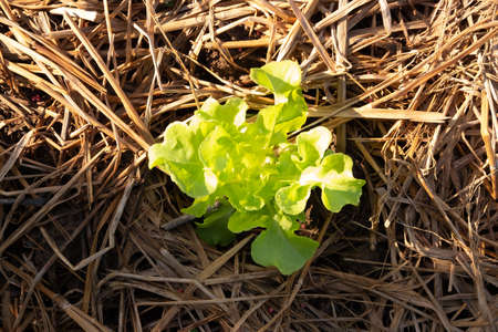 Vegetable plant in farm, top view of The vegetable plot with the morning sun shines down to affect some of the vegetable plots.The farmers use hay to cover the ground to maintain soil moisture.の写真素材