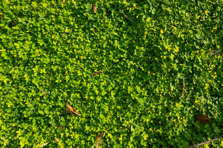The top view of the Arachis pintoi that is a kind of ground cover During the morning when the sun shines in the growing areaの写真素材