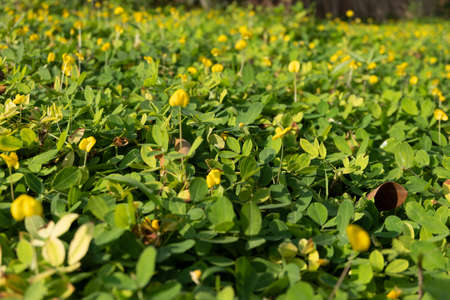 The top view of the Arachis pintoi that is a kind of ground cover During the morning when the sun shines in the growing areaの写真素材