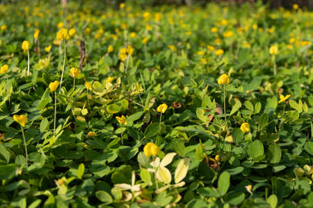 The top view of the Arachis pintoi that is a kind of ground cover During the morning when the sun shines in the growing areaの写真素材