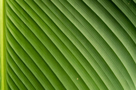 Macro photography of texture on leaf.の写真素材