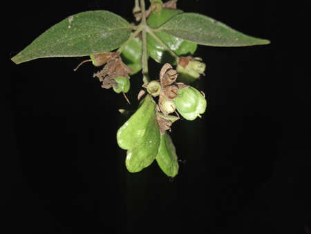 This is Night jasmine seeds. it's also called fragrance and coral tree.の写真素材