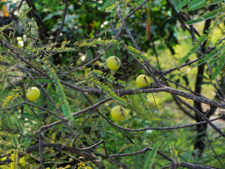 Indian Gooseberries or Amla fruit on tree with green leafの写真素材