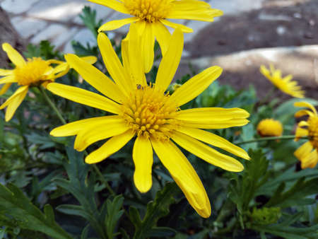 Outdoor view of single Euryops pectinatus shrub, also called grey-leaved euryops, in the family Asteraceae. Pattern of yellow, daisy-like composite flowers with silvery green, hairy leaves. Natural picture.の写真素材
