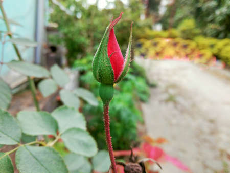 Very Beautiful red rose blooming on home gardenの写真素材