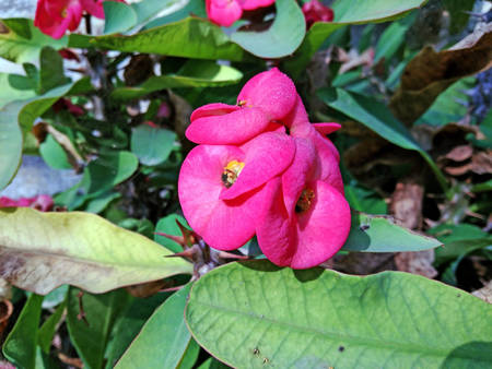 Crown-of-thorns pink flower with green leaves on homeの写真素材