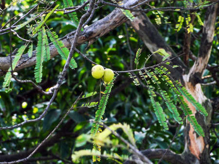 Indian Gooseberries or Amla fruit on tree with green leafの写真素材