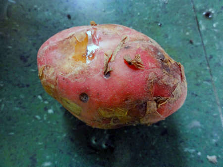 A one single potato on the kitchenの写真素材