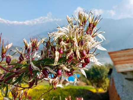 A white flower on village with mountain backgroundの写真素材