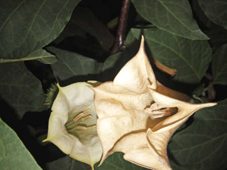 This is datura innoxia flower at night time. this is a herbal medicine.の写真素材