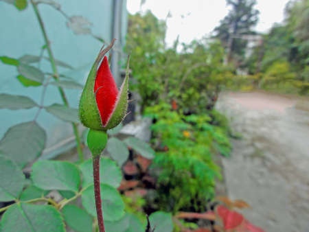Beautiful red rose swelling on home gardenの写真素材