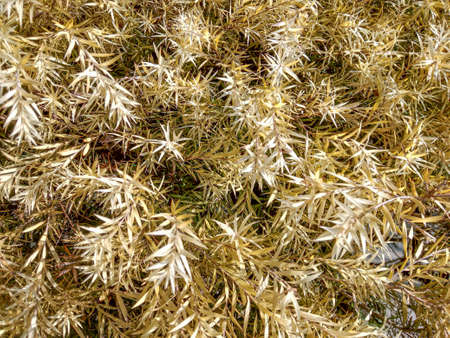 A very beautiful golden show plant which looks like a dry grassの写真素材
