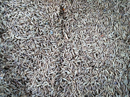 Lots of cumin seeds on the one area