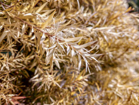 A very beautiful show plant which looks like a dry grassの写真素材