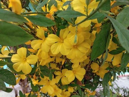 A lots of beautiful damiana yellow flowers on home gardenの写真素材