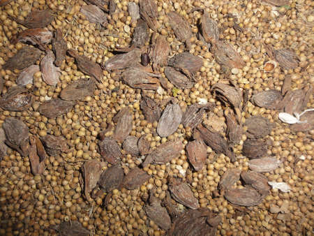 Coriander and black cardamom spice on the groundの写真素材
