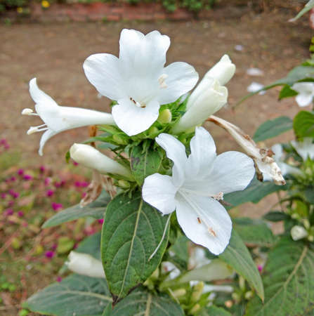 Beautiful white flowers with green leavesの写真素材