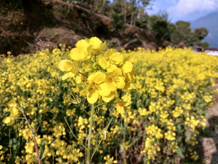 A yellow mustards on plant on the fieldの写真素材