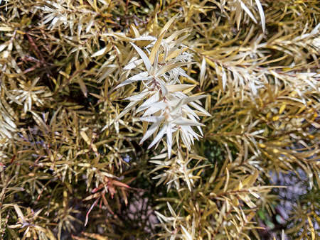 A very beautiful show plant which looks like a dry grassの写真素材
